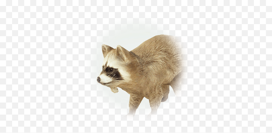 Bdo Brown Raccoon - Bdo Raccoon Png,Racoon Icon