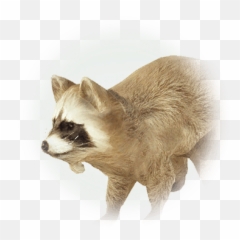 Bdo Brown Raccoon - png