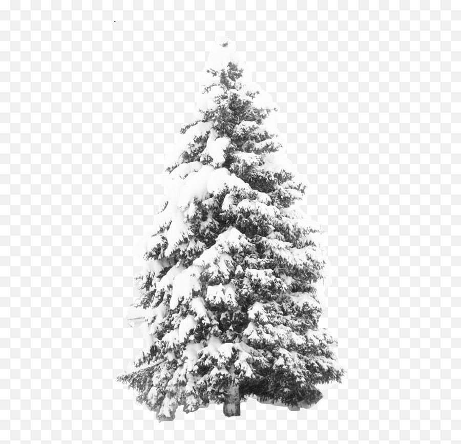 Snowy Trees Png Image - Snow Christmas Tree Png,Snowy Trees Png
