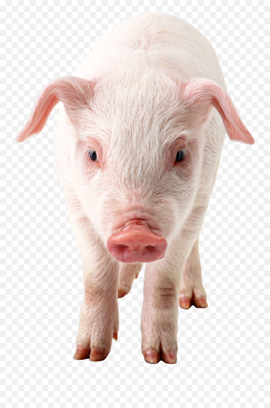 Download Free Png Pig Image - Dlpngcom Pig Png,Pork Png