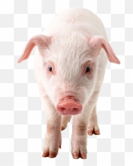 Download Free Png Pig Image - Dlpngcom Pig Png,Pork Png