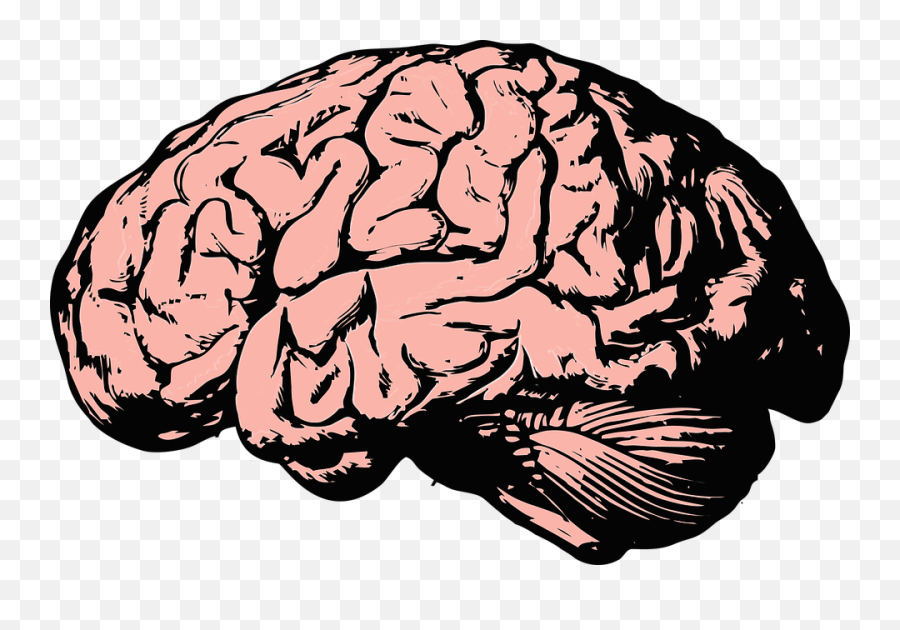 Human Brain Transparent Png Picture - Brain Png,Human Brain Png