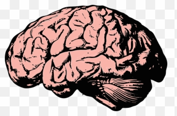Human Brain Transparent Png Picture