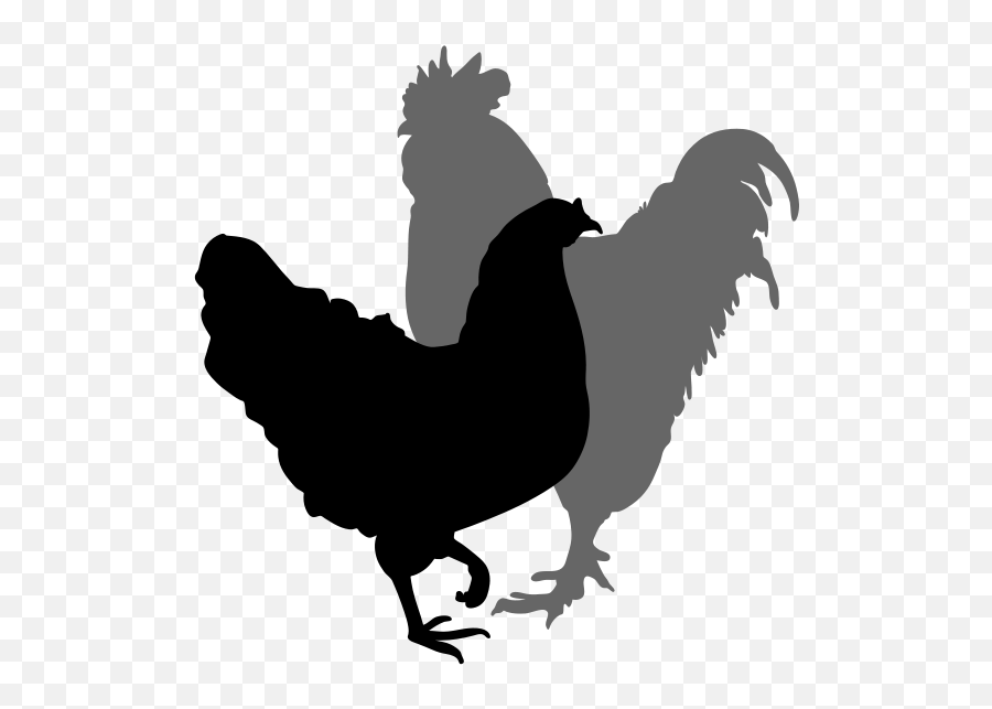 Download Hd Chicken Silhouette Clipart - Rooster Png,Chicken Silhouette Png