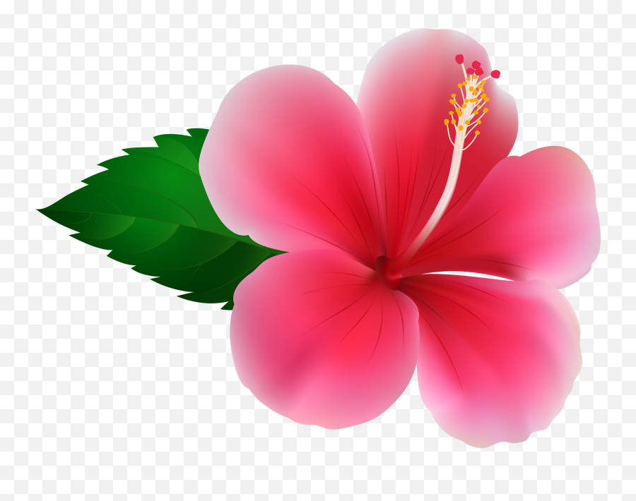 Hawaii Clipart Pink Hibiscus Flower - Pink Hibiscus Flower Png,Hawaiian Flowers Png