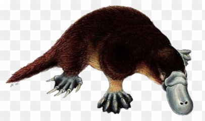 Platypus Facts - Platypus Facts Png,Platypus Png