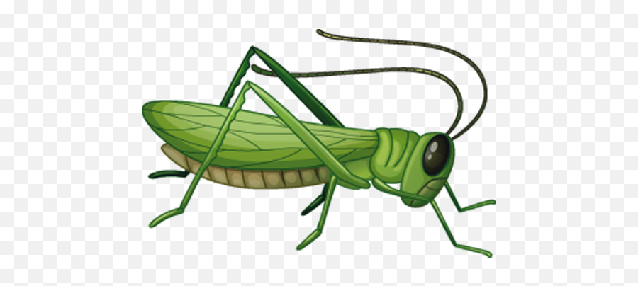 Png Image Collection Free Download - Grasshopper Clipart Png,Grasshopper Png