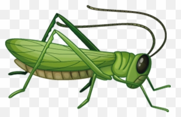 Png Image Collection Free Download - Grasshopper Clipart Png,Grasshopper Png