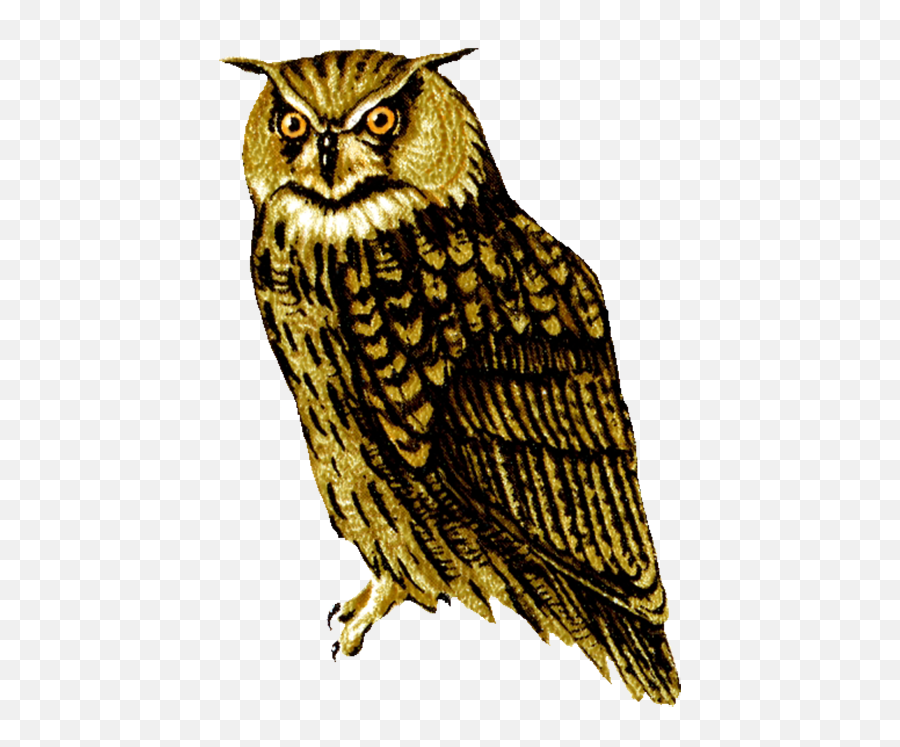 16 Great Horned Owl Clipart Transparent Png