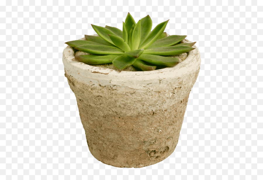 Single - Pottedsucculent Potted Succulent Png,Succulent Png