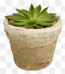 Single - Pottedsucculent Potted Succulent Png,Succulent Png