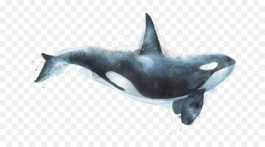 Includegraphics With Transparent - Tex Latex Stack Exchange Killer Whale Art Png,Whale Transparent Background