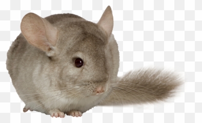Chinchilla Deli Nature 5 Star - Chinchilla Png,Chinchilla Png