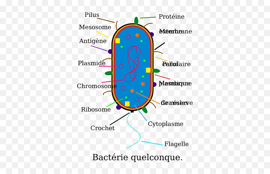 Bacteria - 1574866366 Free Svg Bacterial Cell Fully Labelled Png,Germs Png