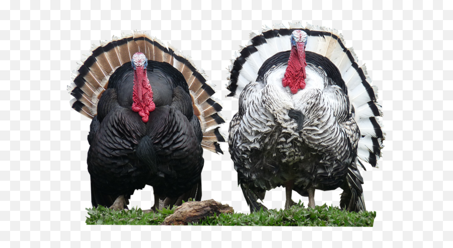 Download Free Png Turkey - Backgroundbirdtransparent Dlpngcom Largest Turkey In The World,Turkey Transparent Background