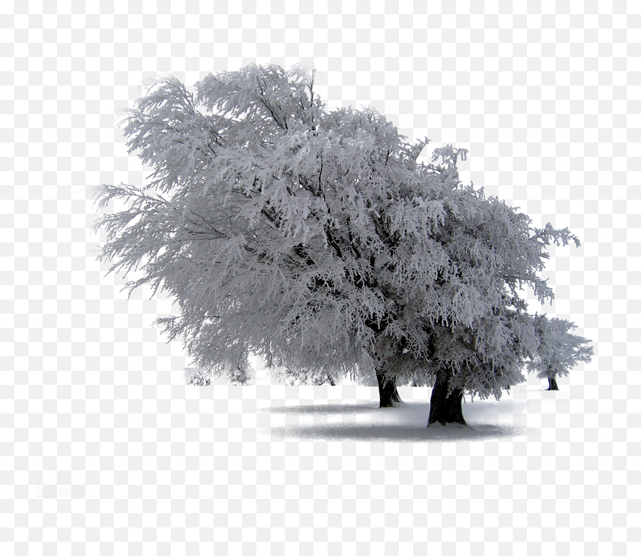 30 Snow Trees Png Photoshop Overlays Backgrounds Backdrops - Nature Overlays Transparent Winter Snow,Trees Png