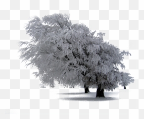 30 Snow Trees Png Photoshop Overlays Backgrounds Backdrops - Nature Overlays Transparent Winter Snow