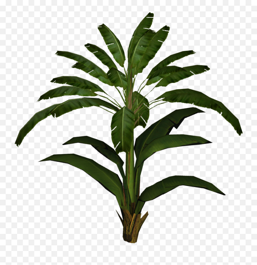 Download Banana Leaf Palm - Banana Leaf Plant Png Full Palm Tree,Palm Plant Png