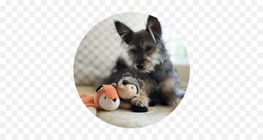 Home - Yorkshire Terrier Png,Stuffed Animal Png