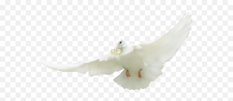 Tube Mariage Colombe Png Wedding Dove - Pigeons And Doves,Dove Png