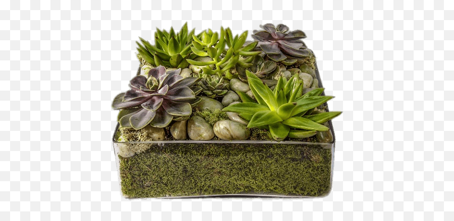 Glass Container With Succulents - Succulent Tray Png,Succulent Transparent Background