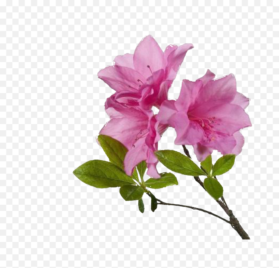Azalea Flower Transparent Background - Diy Scrub For Hyperpigmentation Png,Azalea Png