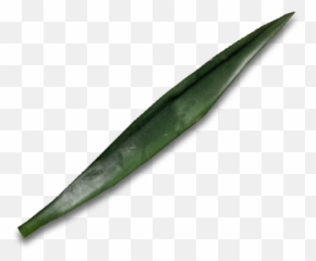 Yucca Leaf - Official Journey Of Life Wiki Agave Png,Yucca Png