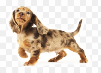 Dachshund U2013 Bestforbreed - Dachshund Png,Dachshund Png