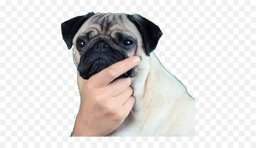 Thinkingpug - Discord Emoji Thinking Pug Png,Pug Png