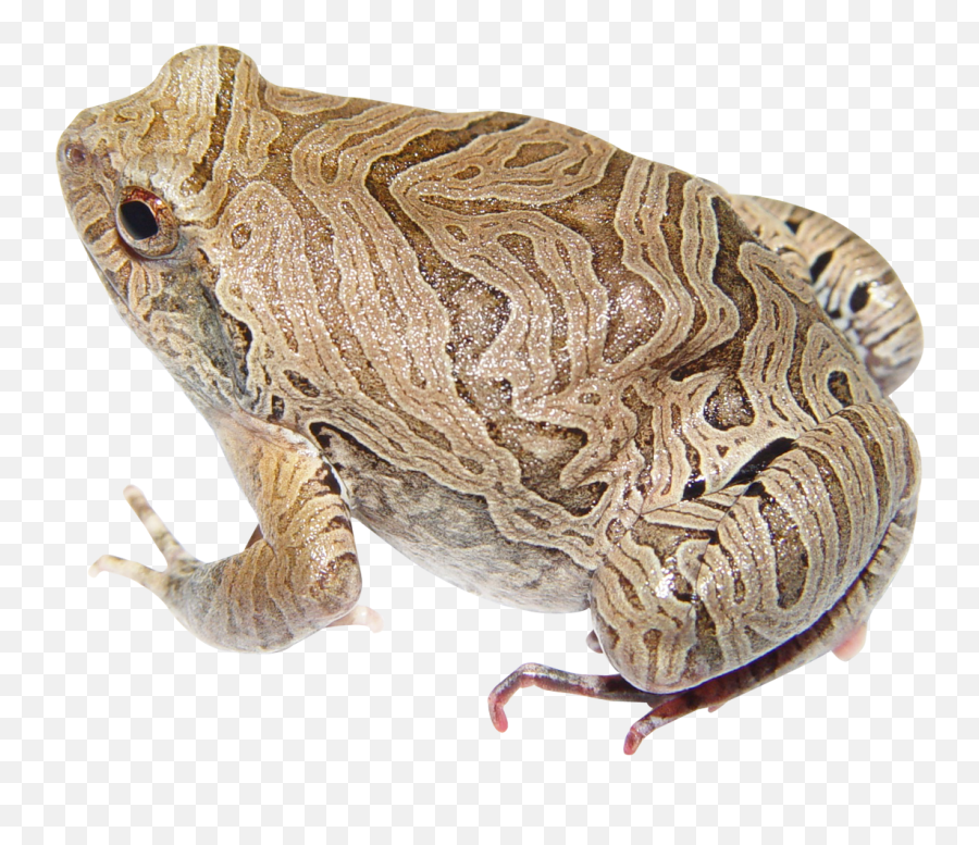 Download Frog Png Image For Free - Portable Network Graphics,Frog Png