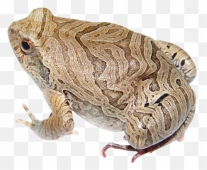 Download Frog Png Image For Free - Portable Network Graphics,Frog Png