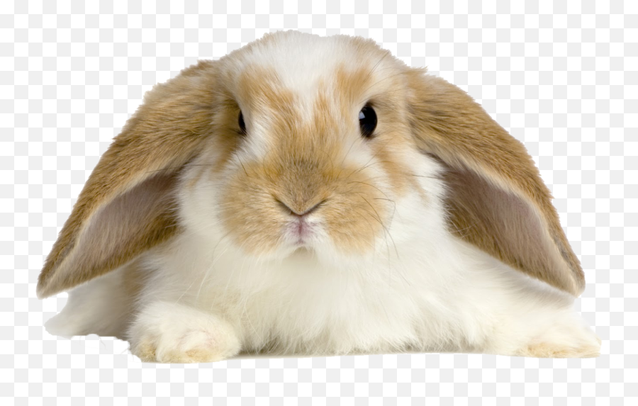 Download Bunnies Png Pic - Rabbit Cute White Background,Bunny Png