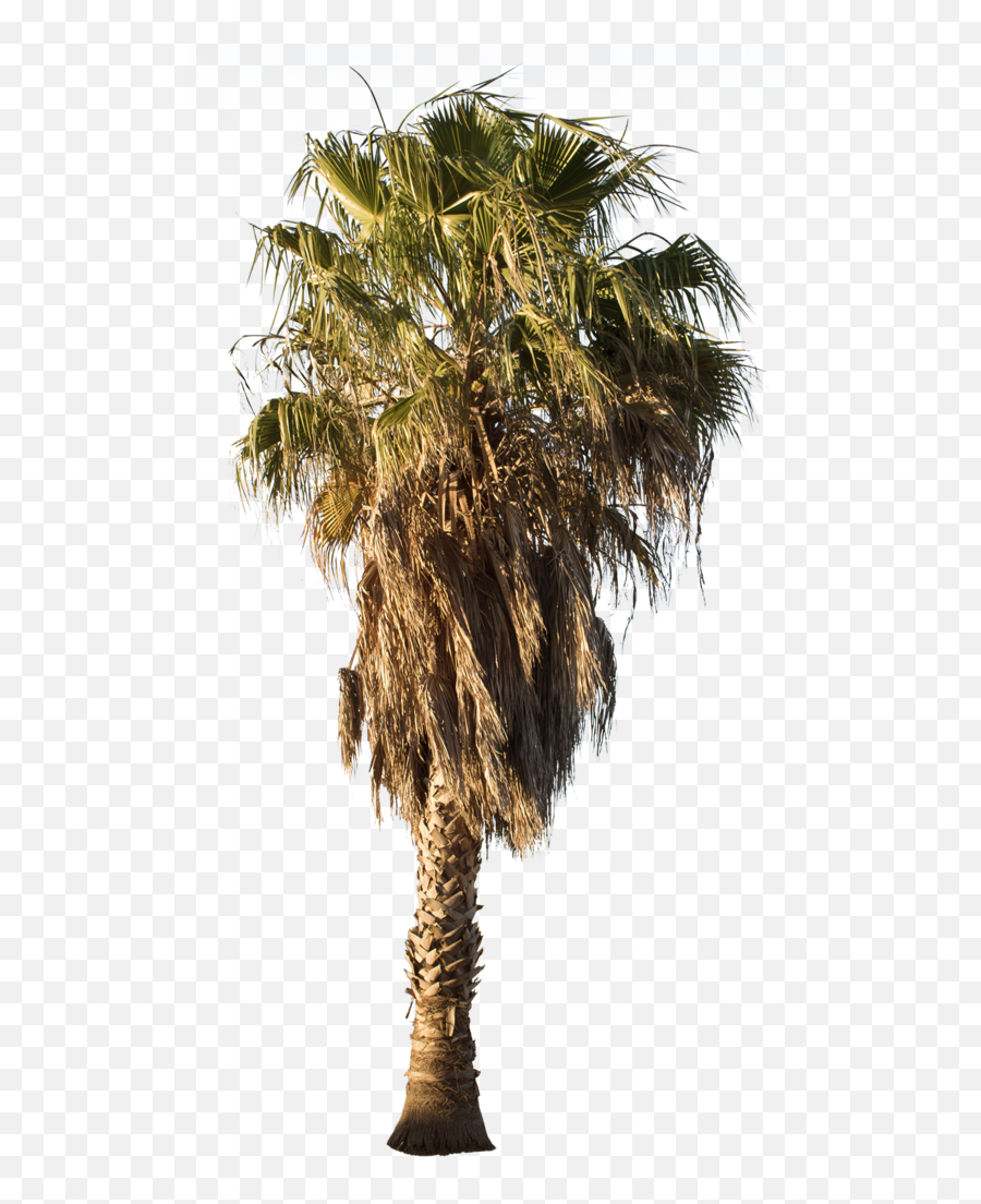 Palm Tree - Washingtonia Robusta Ii Palm Tree Png,Palm Trees Transparent