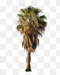 Palm Tree - Washingtonia robusta II Tree Png