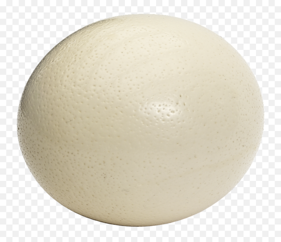 Ostrich Egg Large Bouquet Oval - Ostrich Egg Png Ostrich With Eggs Png,Ostrich Png