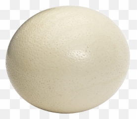 Ostrich Egg Large Bouquet Oval - Ostrich Egg Png Ostrich With Eggs Png,Ostrich Png