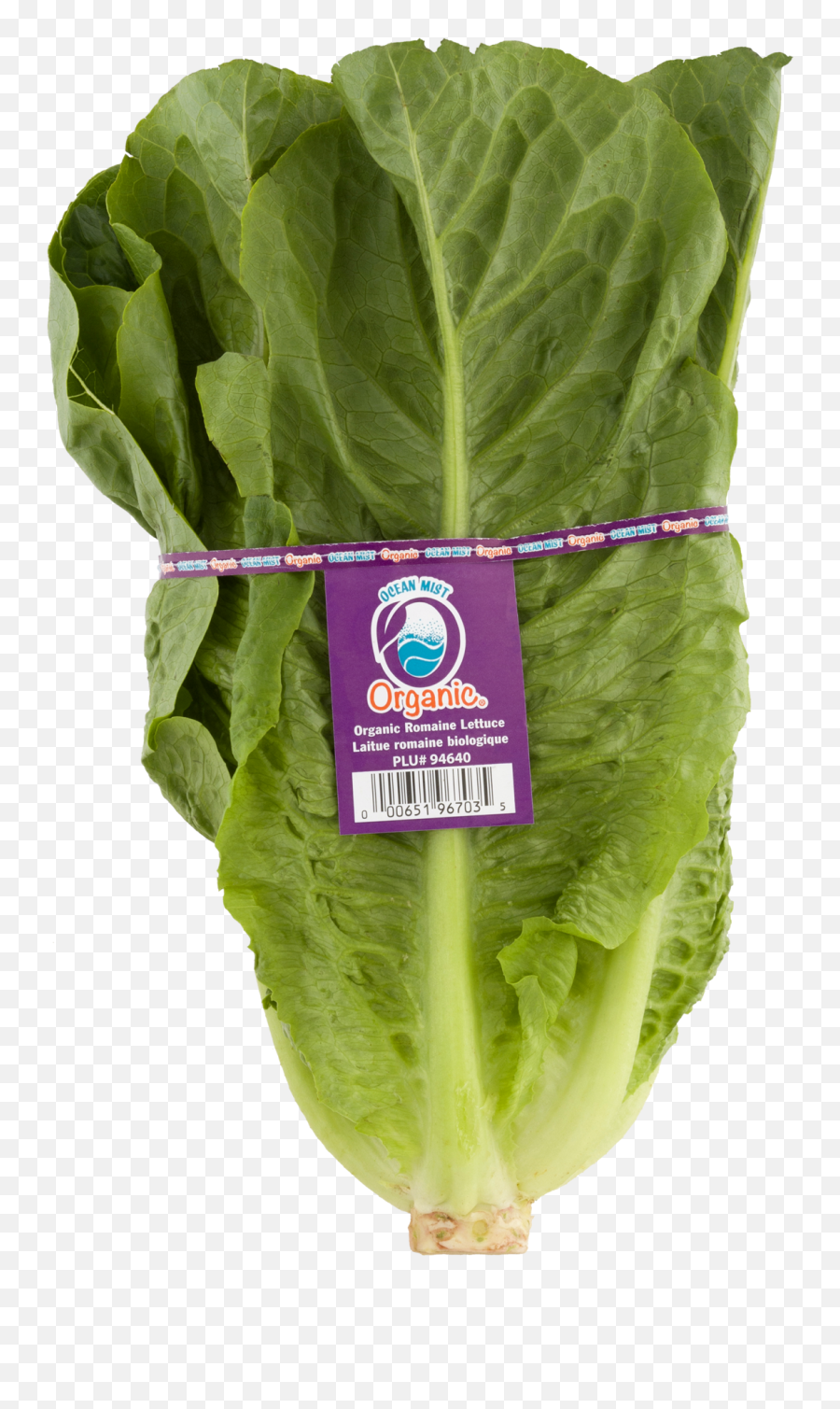 Download Spinach Hd Png Romaine Lettuce
