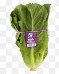 Download Spinach Hd Png Romaine Lettuce
