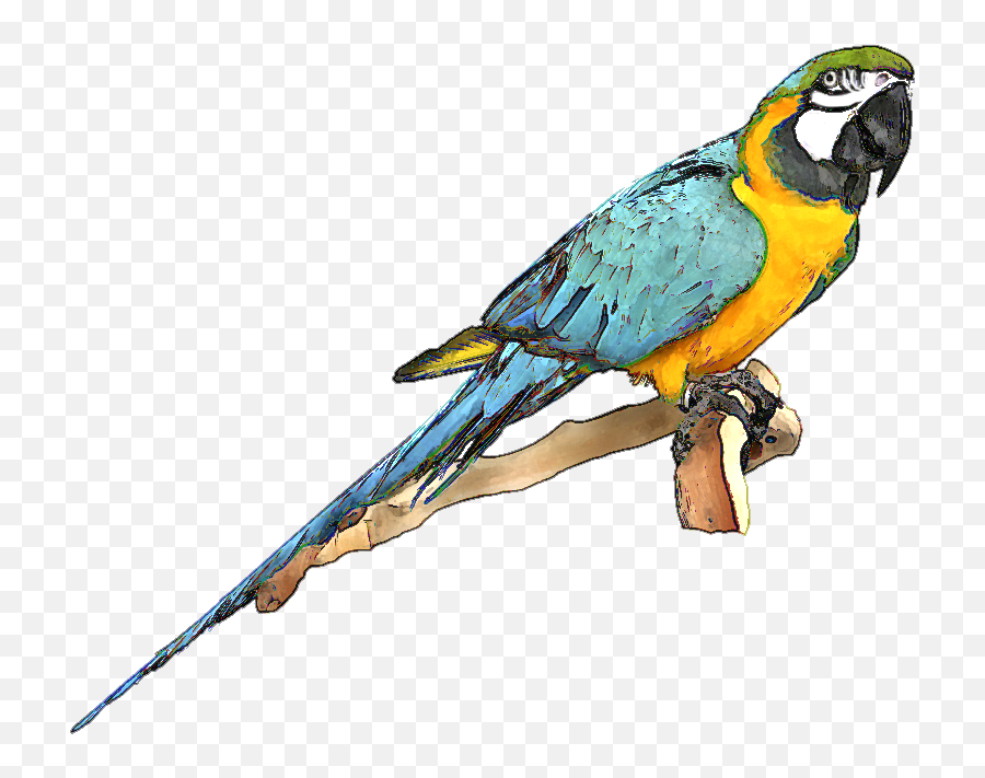 Macaw Clipart - Desenho De Arara Azul Png,Macaw Png