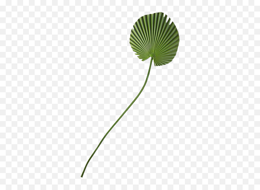 Faux Small Fan Palm Leaf 41 - Clip Art Png,Palm Fronds Png