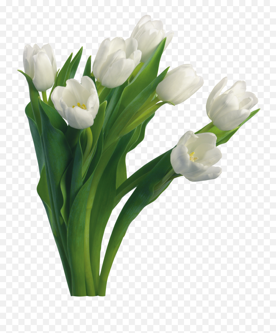 Bouquet Of Flowers Png Image - Purepng Free Transparent Tulips White Flowers Png,Green Flower Png