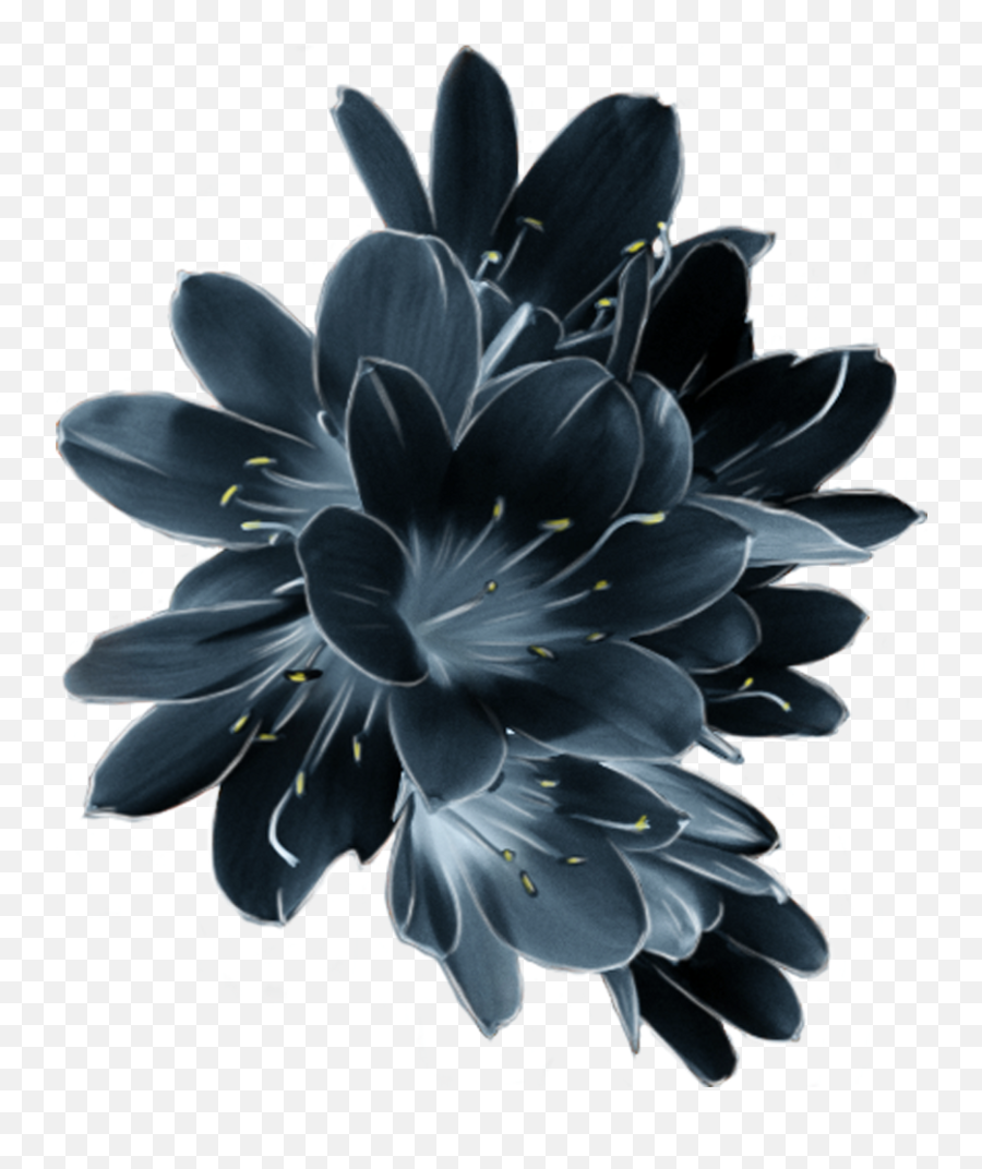 Download Hd Mq Blue Flower Flowers Garden Dark - Pink Sky Dark Blue Flower Png,Blue Flowers Transparent