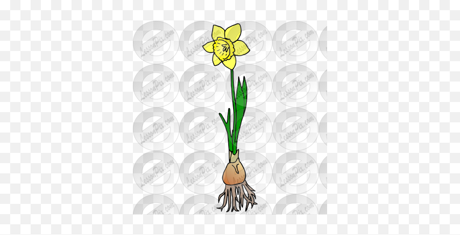 Daffodil Picture For Classroom - Wild Daffodil Png,Daffodil Icon