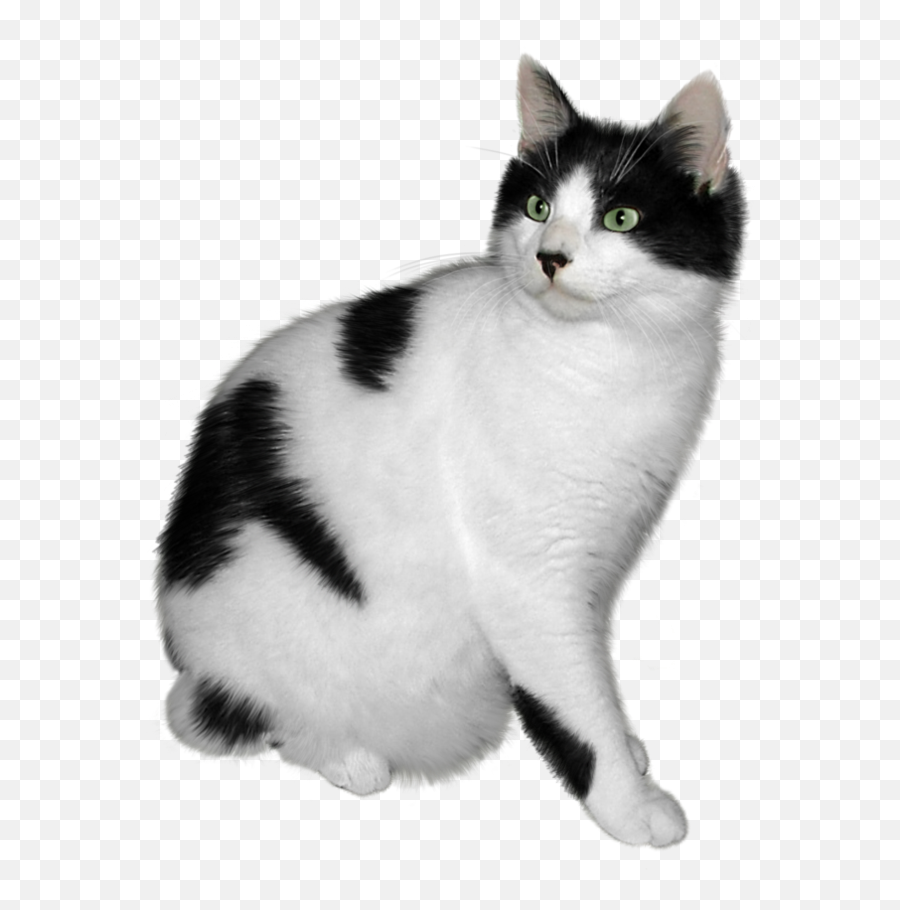 Black And White Cat Png - Black And White Cat Png,Cat With Transparent Background