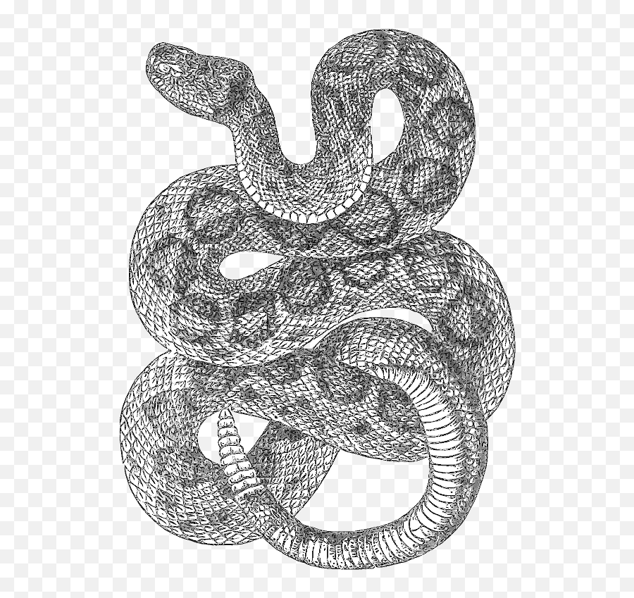 Viper Snake Png - Latest Drawing Snake Transparent Snake Transparent Snake Drawing Png,Black Snake Png