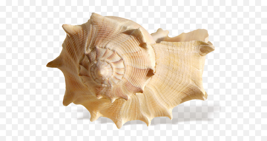 Seashell Png - Shell Sea Png,Sea Shell Png
