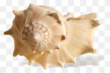 Seashell Png - Shell Sea Png,Sea Shell Png