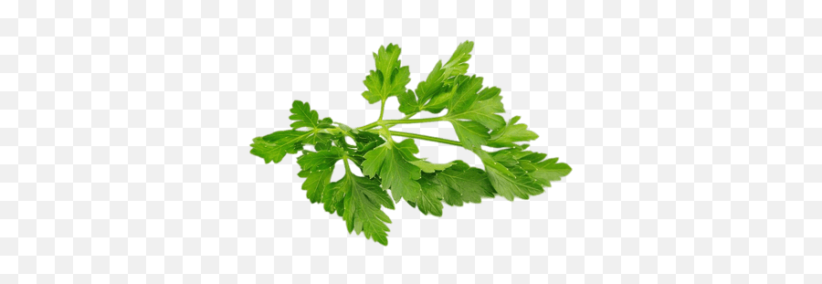 Herbs Transparent Png Images - Parsley Png,Herbs Png