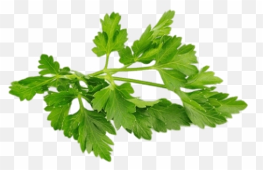 Herbs Transparent Png Images - Parsley Png,Herbs Png