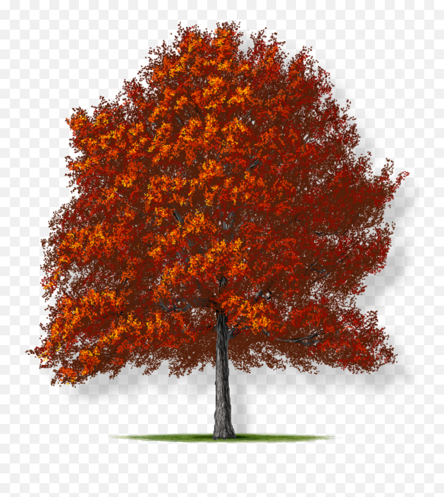 Southern Red Oak Tree Montgomery - Red Oak Tree Png,Fall Trees Png